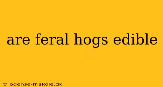 are feral hogs edible