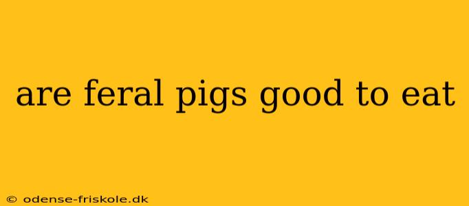 are feral pigs good to eat