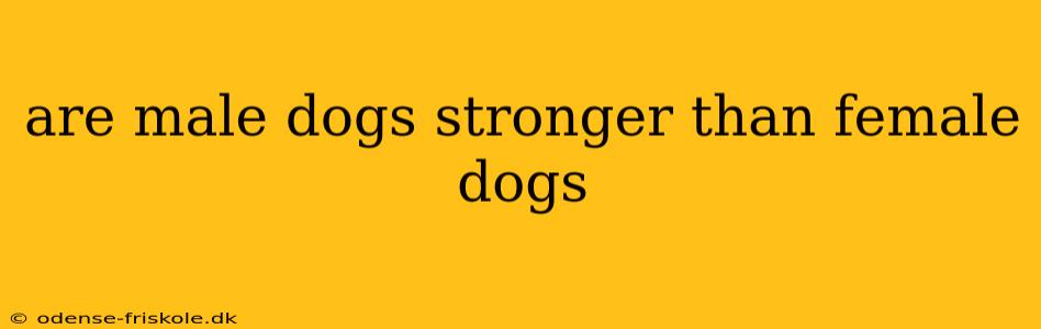 are male dogs stronger than female dogs