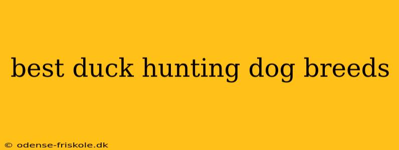 best duck hunting dog breeds