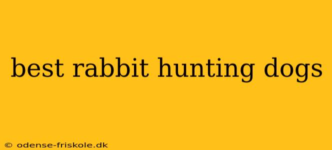 best rabbit hunting dogs