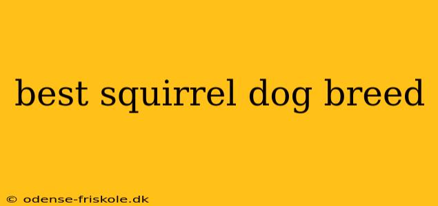 best squirrel dog breed