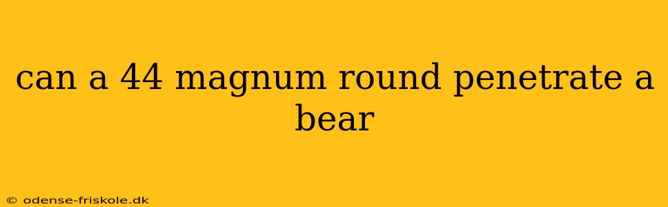 can a 44 magnum round penetrate a bear