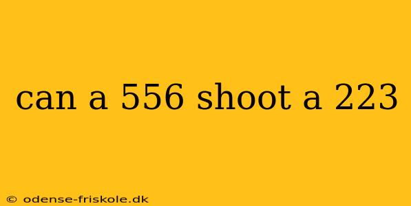 can a 556 shoot a 223