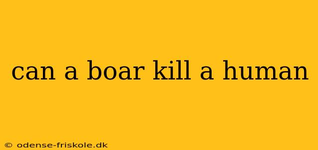 can a boar kill a human