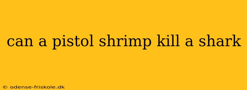 can a pistol shrimp kill a shark