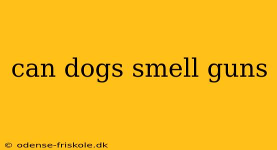 can dogs smell guns