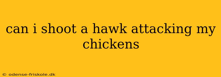 can i shoot a hawk attacking my chickens