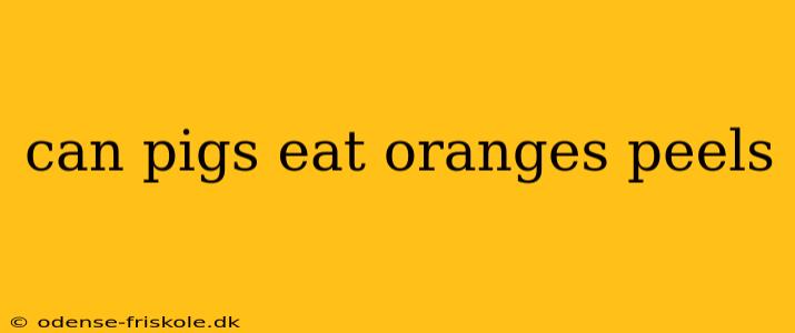 can pigs eat oranges peels