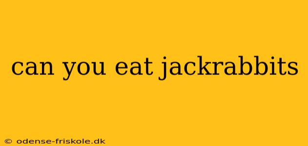 can you eat jackrabbits