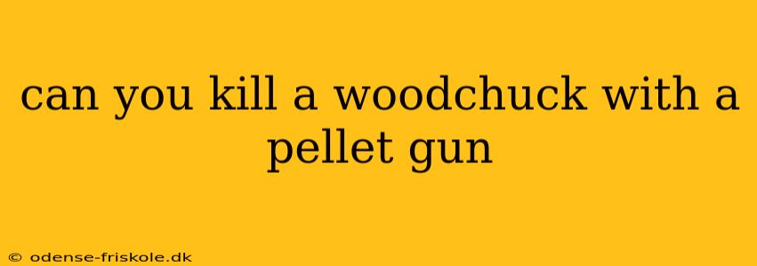 can you kill a woodchuck with a pellet gun