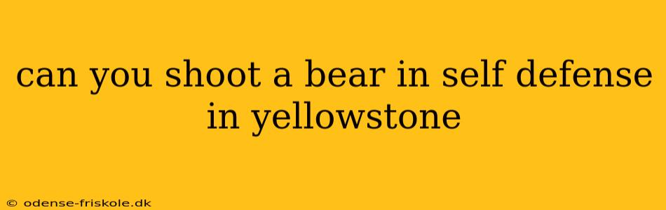 can you shoot a bear in self defense in yellowstone