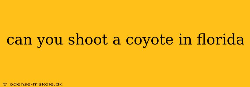 can you shoot a coyote in florida