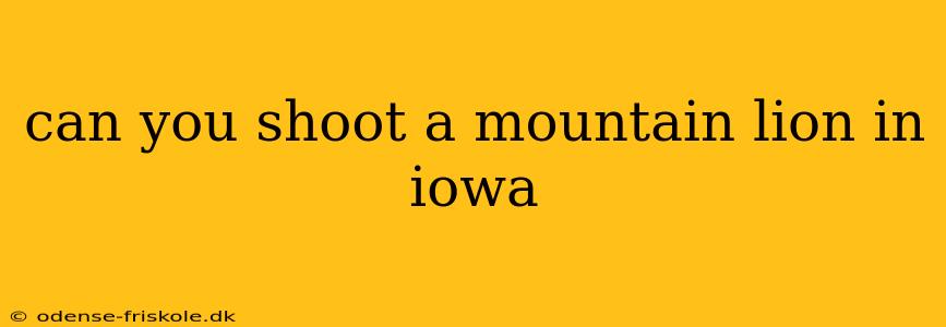 can you shoot a mountain lion in iowa