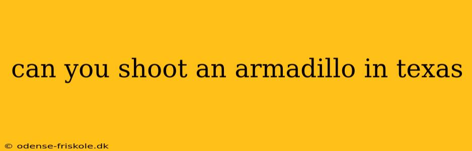 can you shoot an armadillo in texas