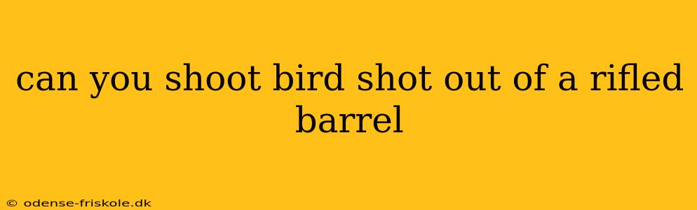 can you shoot bird shot out of a rifled barrel