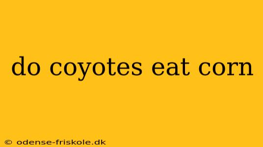 do coyotes eat corn