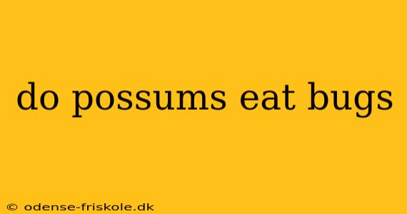 do possums eat bugs