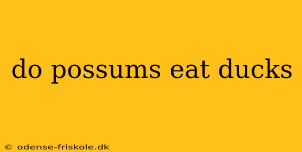 do possums eat ducks