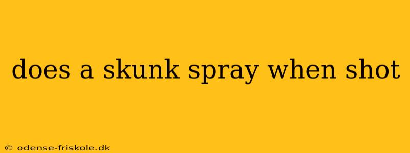 does a skunk spray when shot