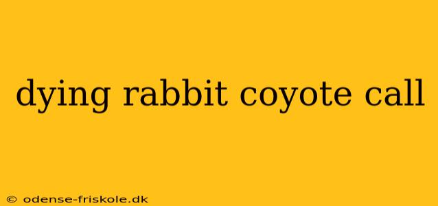 dying rabbit coyote call