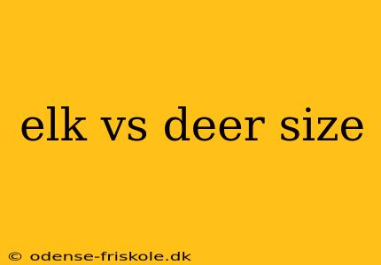 elk vs deer size