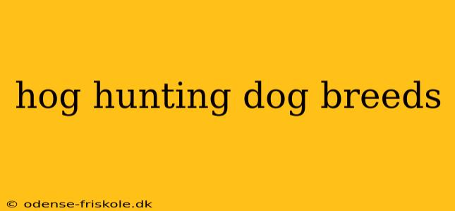 hog hunting dog breeds