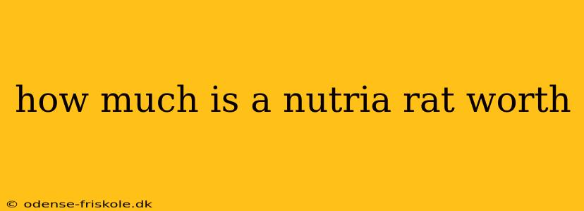 how much is a nutria rat worth