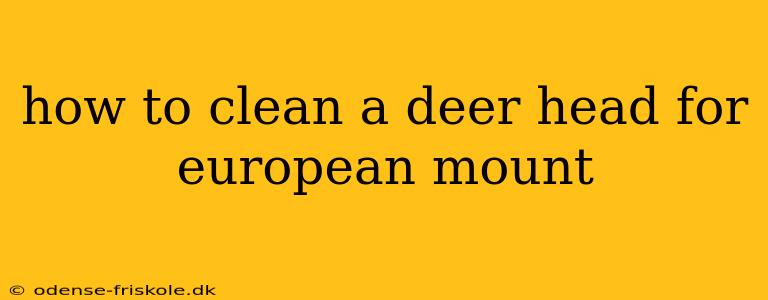 how to clean a deer head for european mount