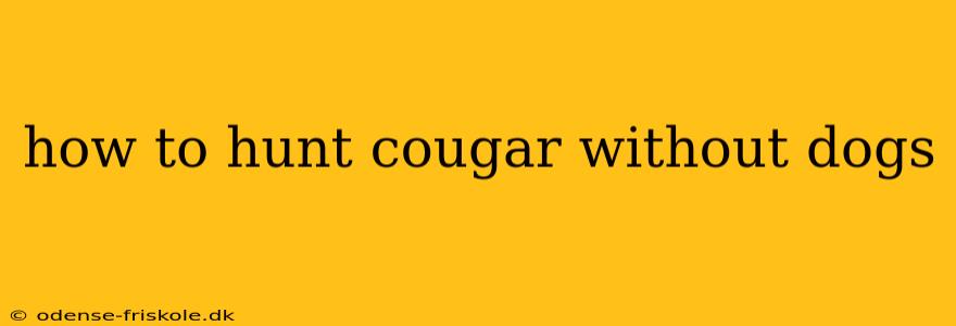 how to hunt cougar without dogs