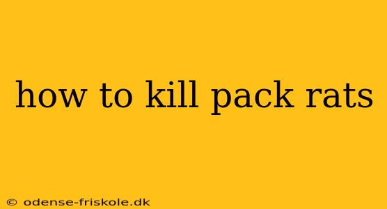 how to kill pack rats