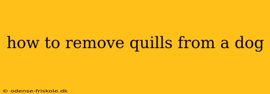 how to remove quills from a dog