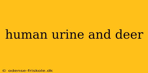 human urine and deer