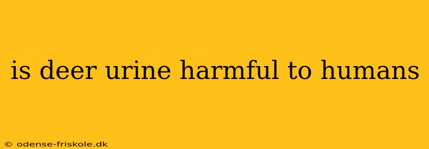 is deer urine harmful to humans