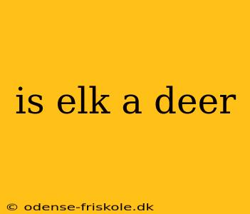 is elk a deer