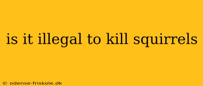 is it illegal to kill squirrels