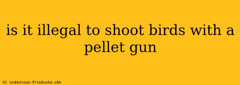 is it illegal to shoot birds with a pellet gun