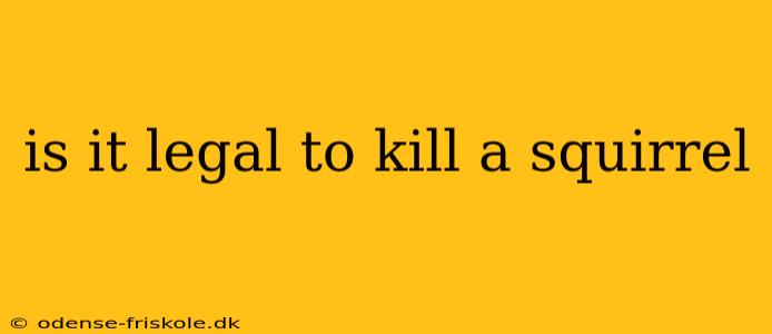 is it legal to kill a squirrel