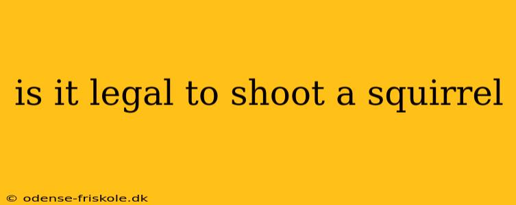 is it legal to shoot a squirrel