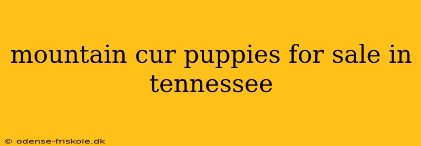 mountain cur puppies for sale in tennessee