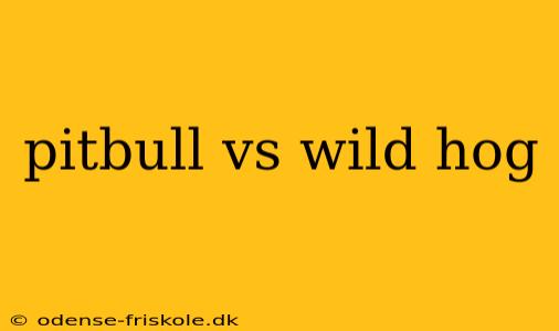 pitbull vs wild hog