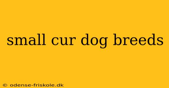 small cur dog breeds