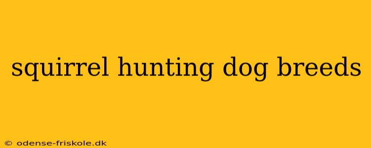 squirrel hunting dog breeds