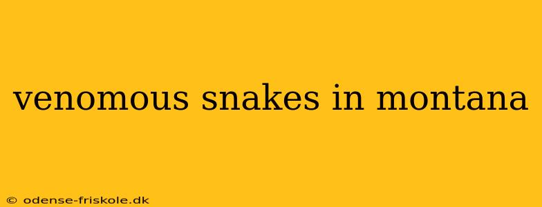 venomous snakes in montana