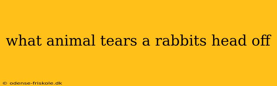 what animal tears a rabbits head off