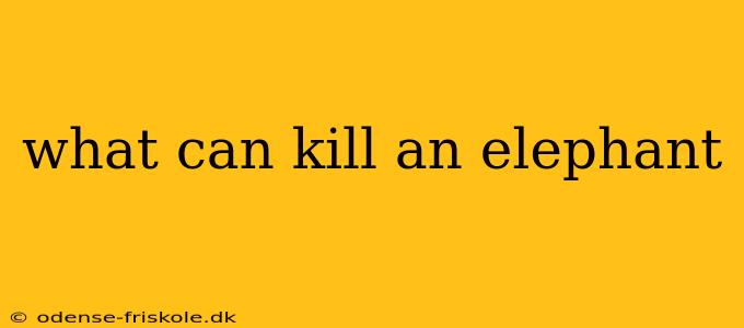 what can kill an elephant