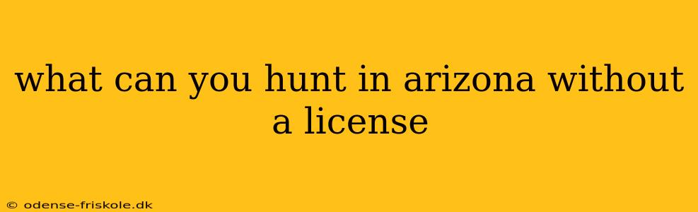 what can you hunt in arizona without a license