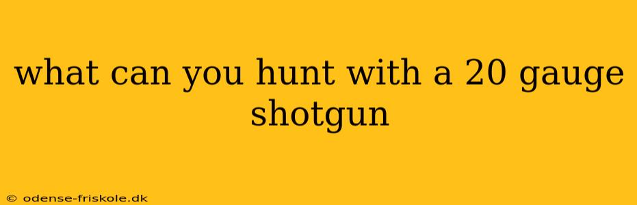 what can you hunt with a 20 gauge shotgun