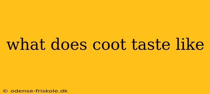 what does coot taste like