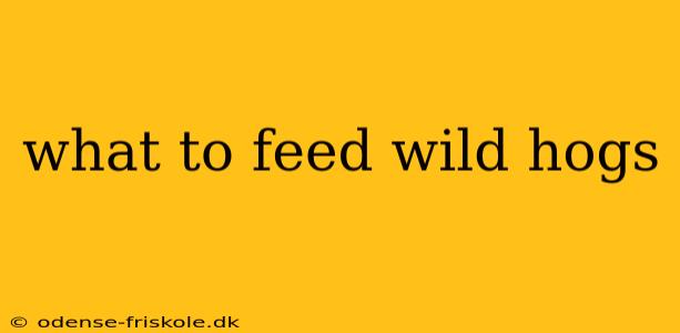 what to feed wild hogs